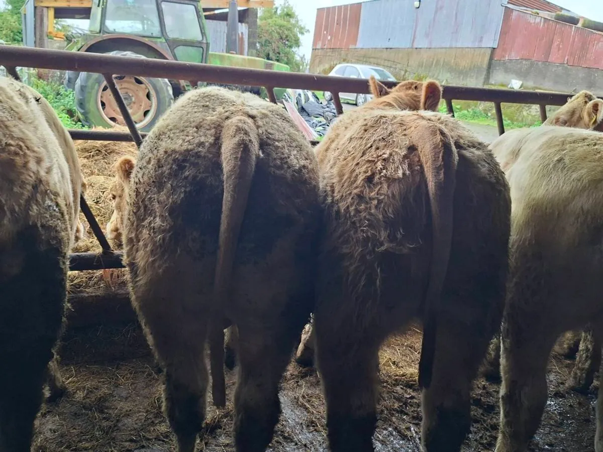 30 Smashing Charlaois bull Weanlings - Image 2