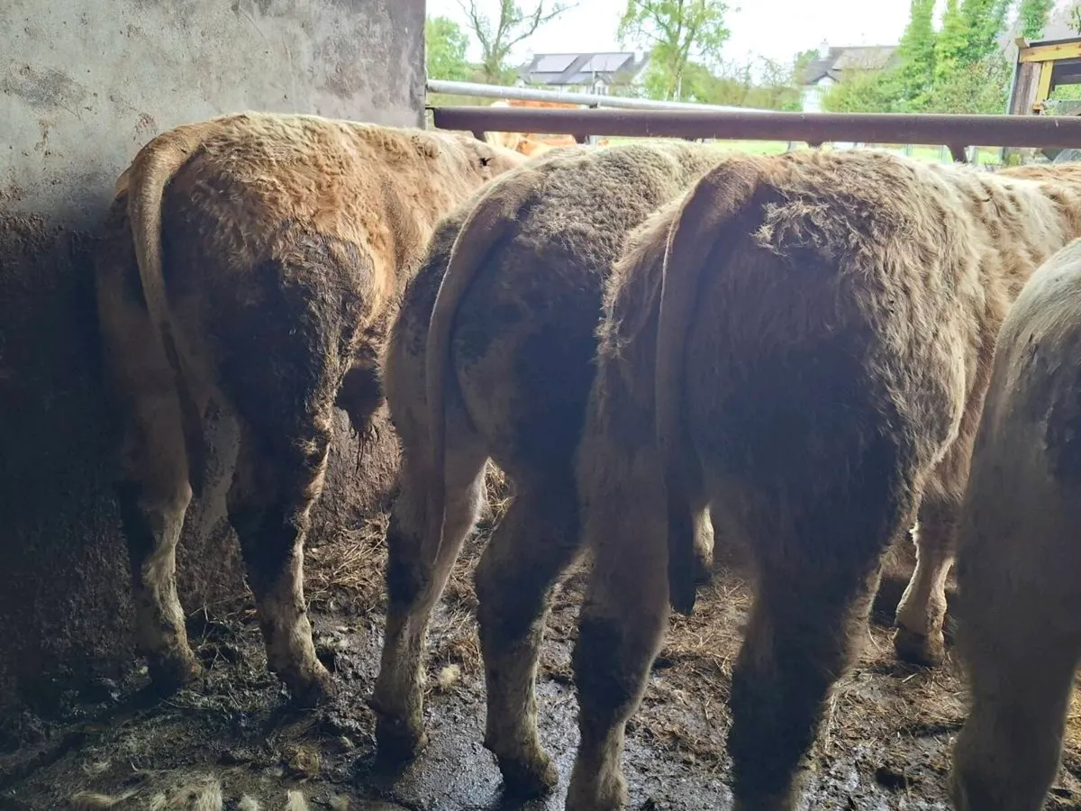 30 Smashing Charlaois bull Weanlings - Image 3