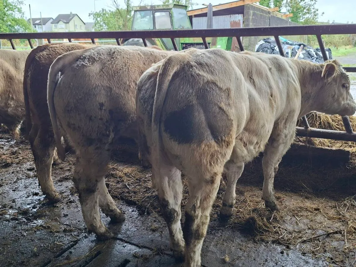 30 Smashing Charlaois bull Weanlings - Image 4