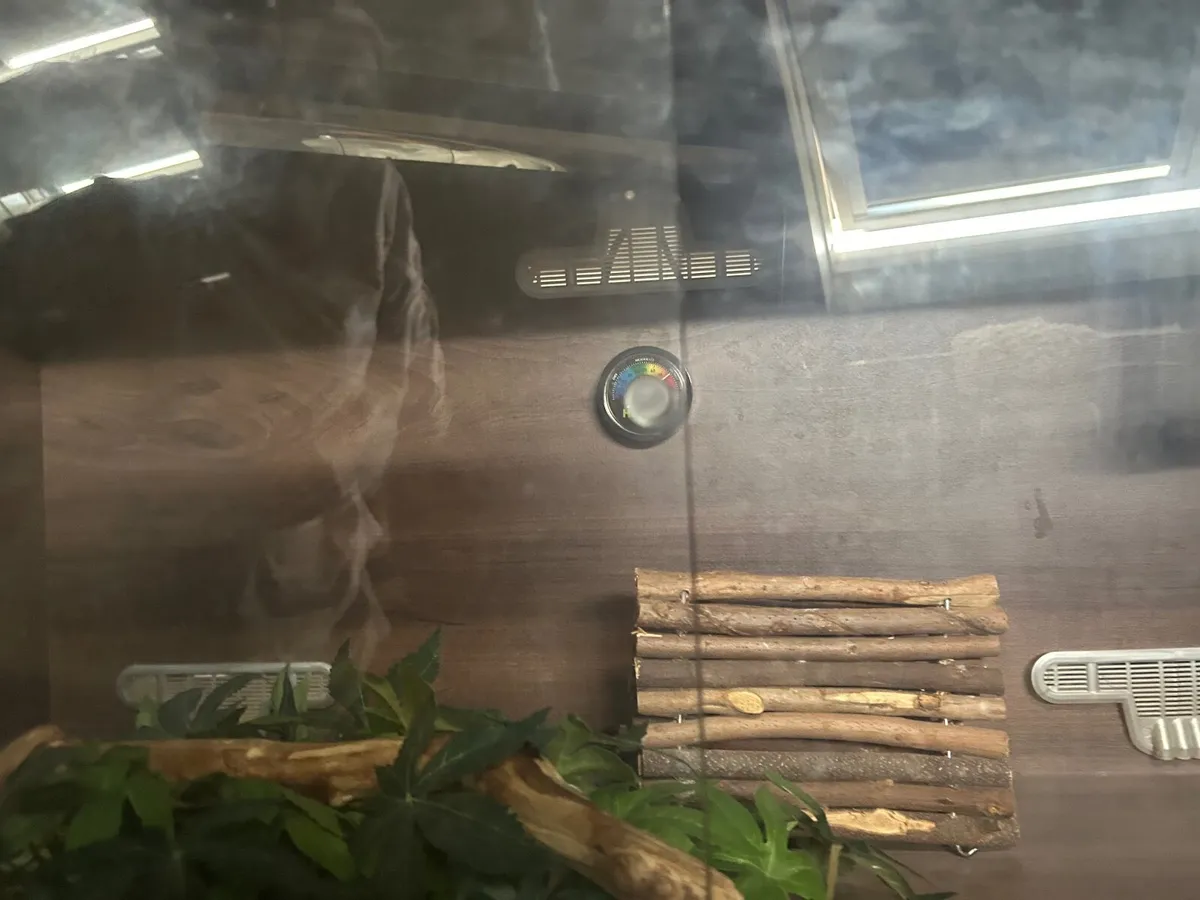 Gecko Enclosue - Image 2