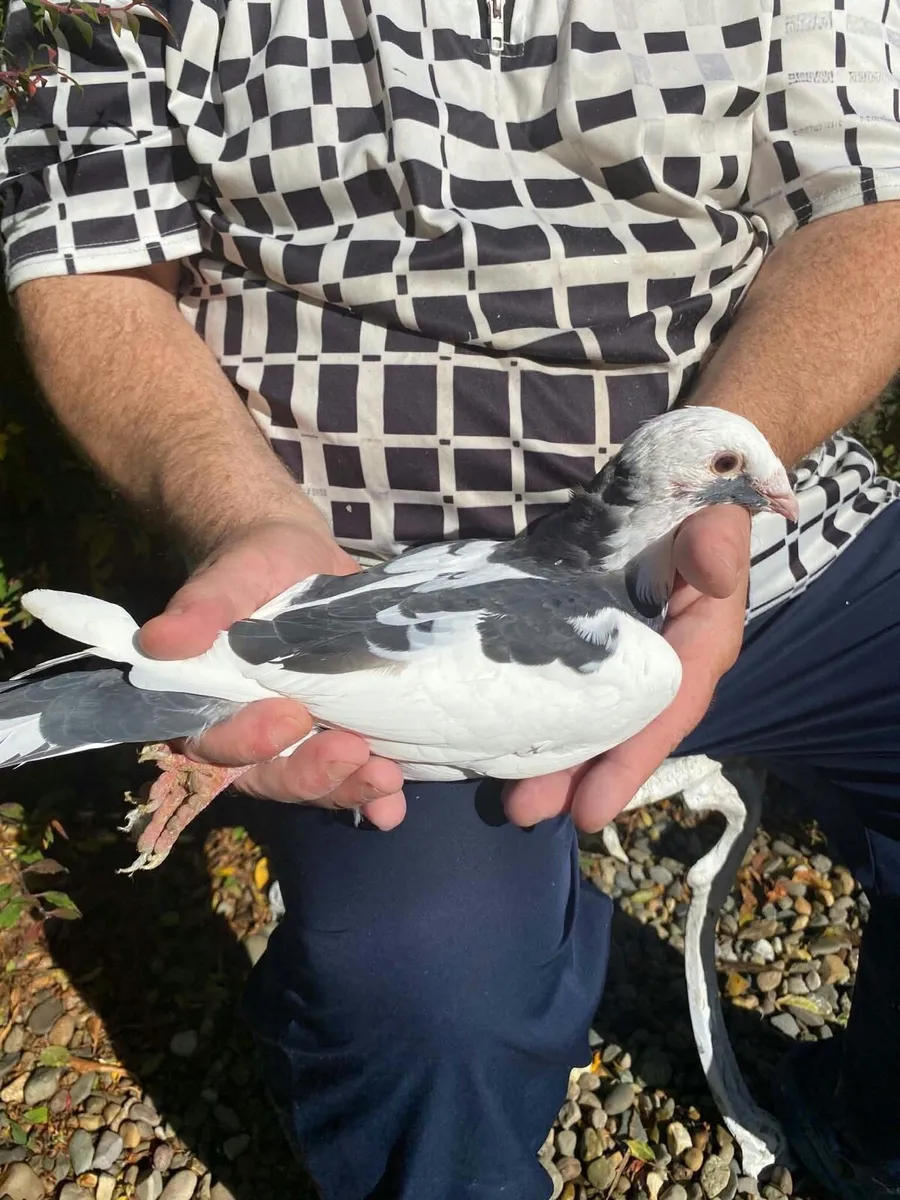 Pigeons - Image 1