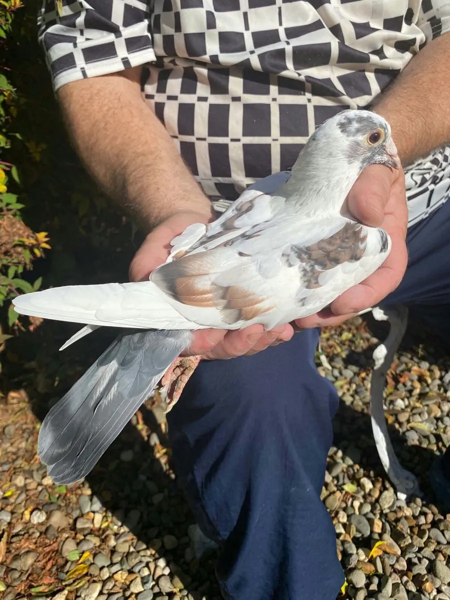 Pigeons - Image 2