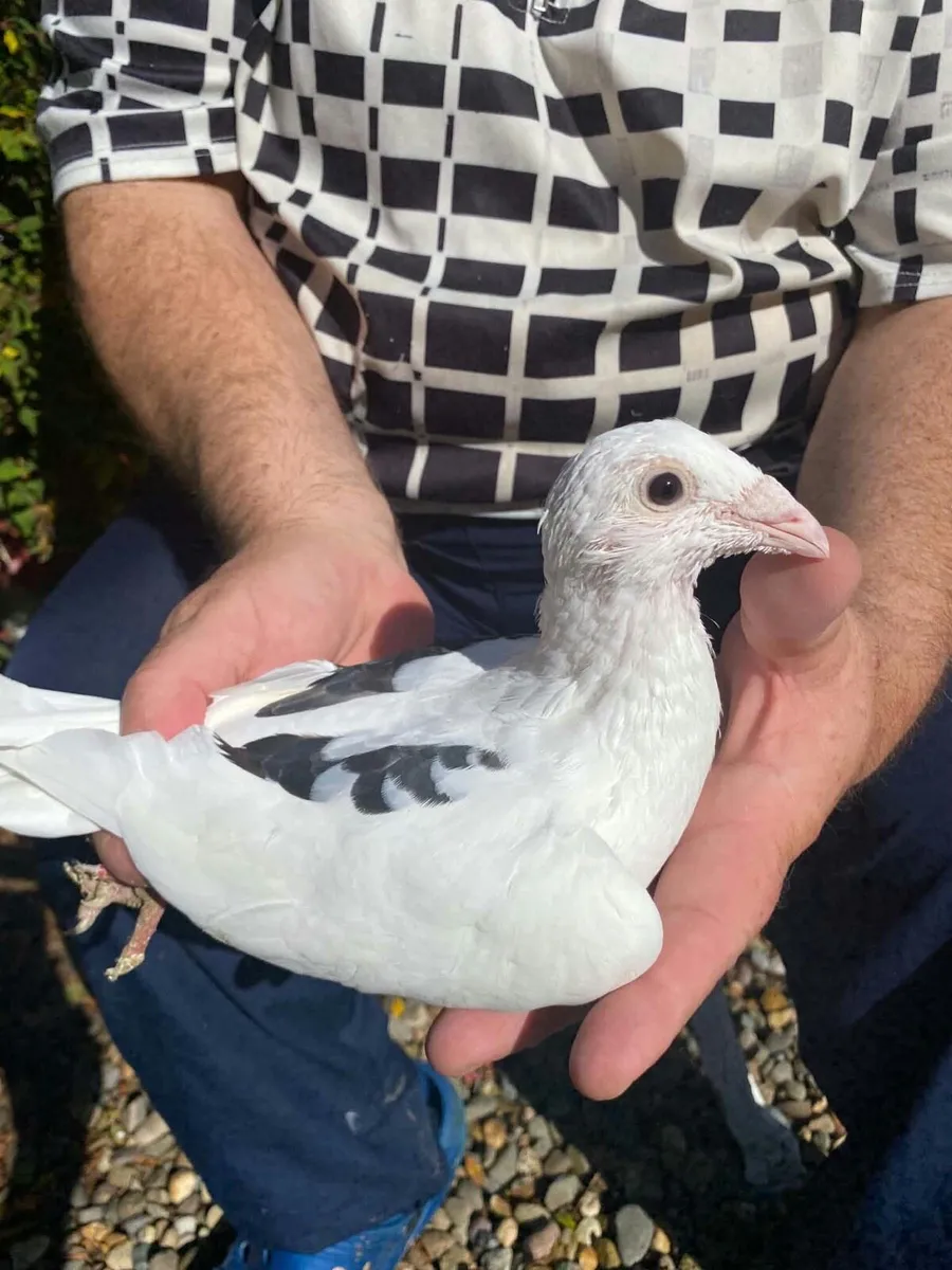 Pigeons - Image 3