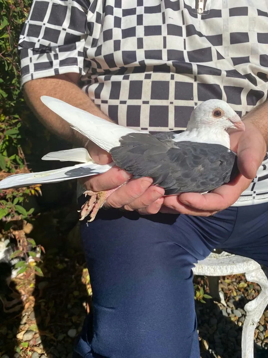 Pigeons - Image 4
