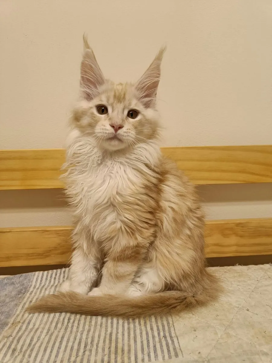Maine Coon kitty Iker  for sale. - Image 1