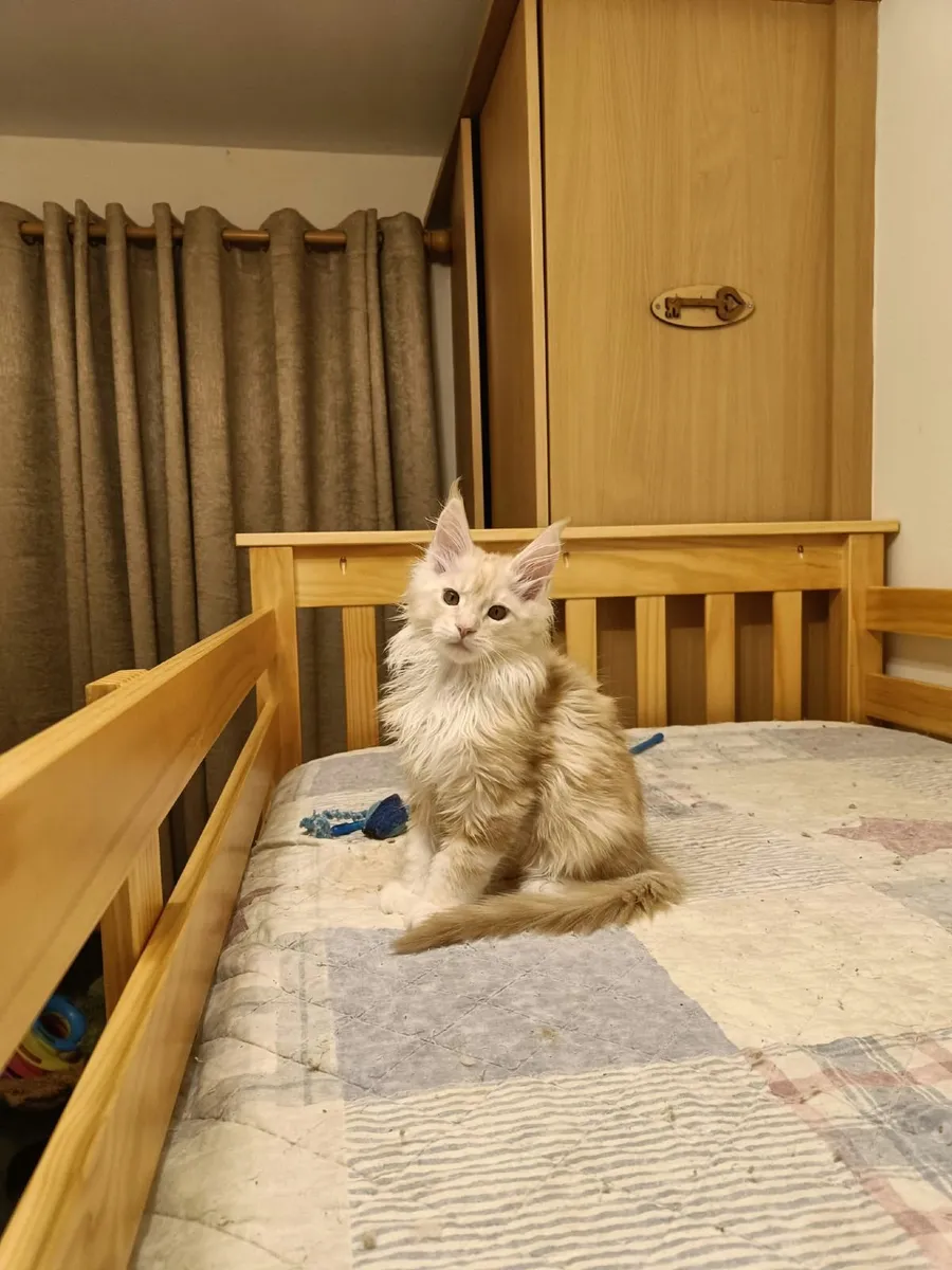 Maine Coon kitty Iker  for sale. - Image 3