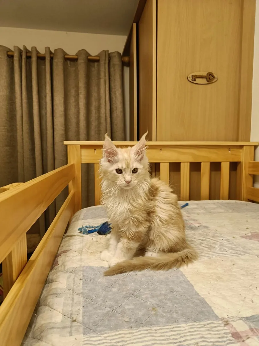 Maine Coon kitty Iker  for sale. - Image 4
