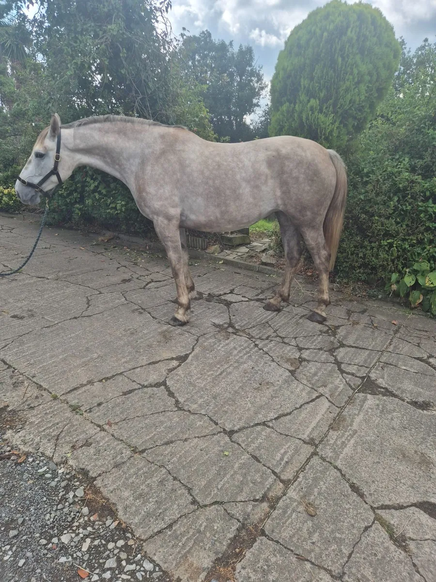 Beauitful ISH 15'2 4 year old mare - Image 2