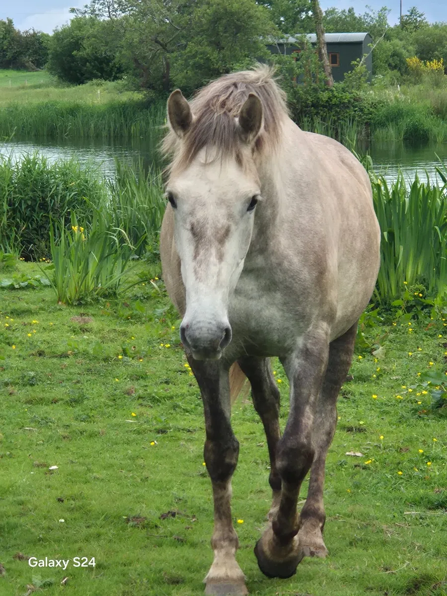 Beauitful ISH 15'2 4 year old mare - Image 3