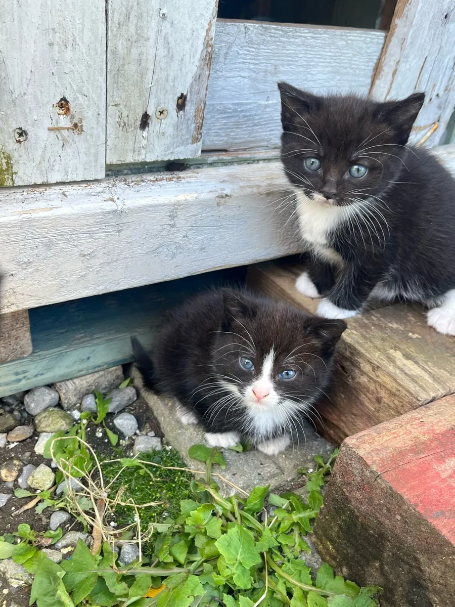 Kittens for sale - Image 1