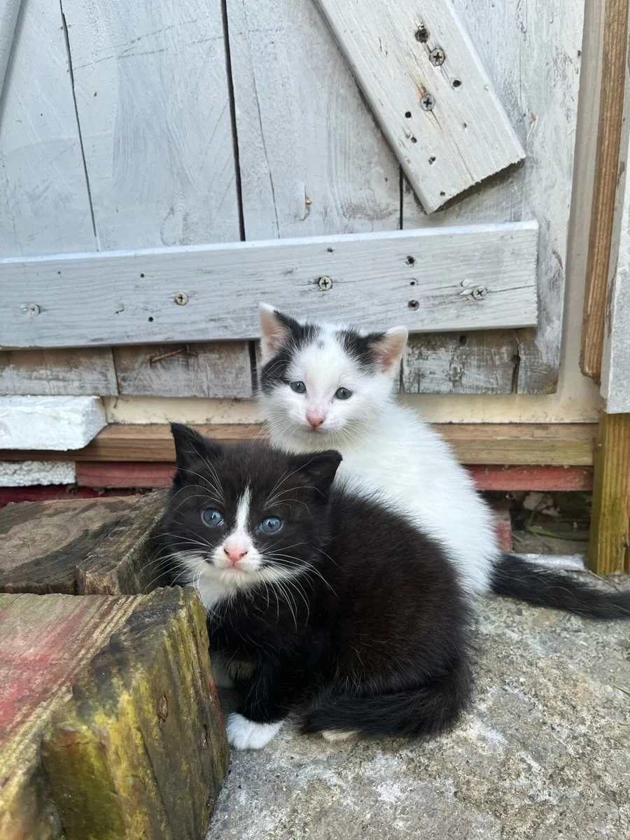 Kittens for sale - Image 2