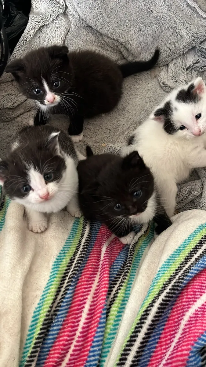 Kittens for sale - Image 3
