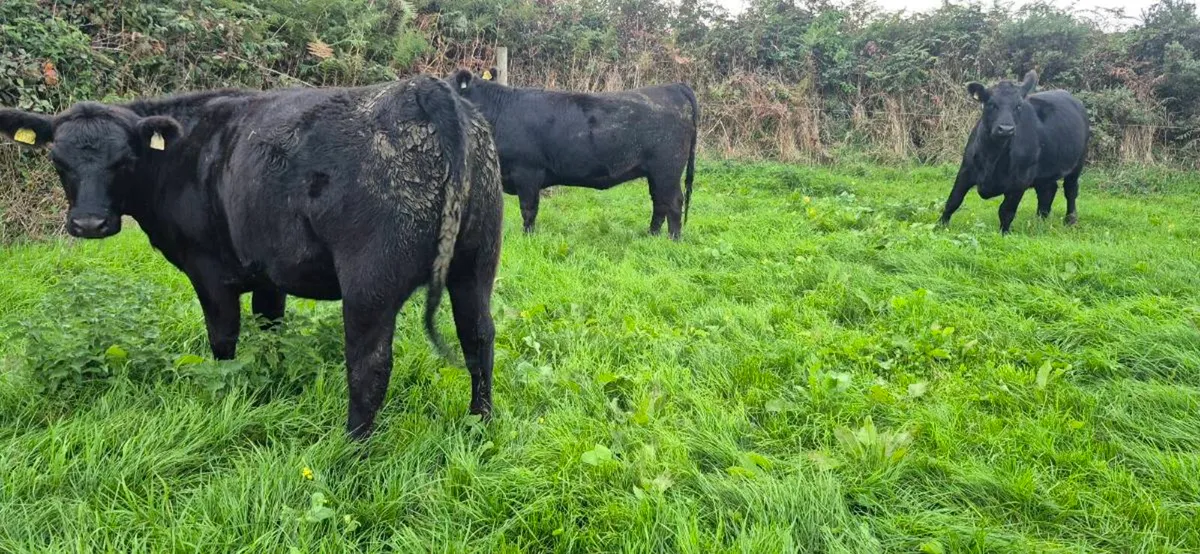 Angus heifers for sale - Image 4