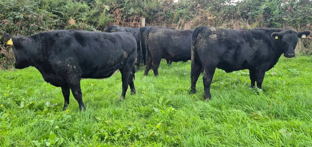Angus heifers for sale - Image 3