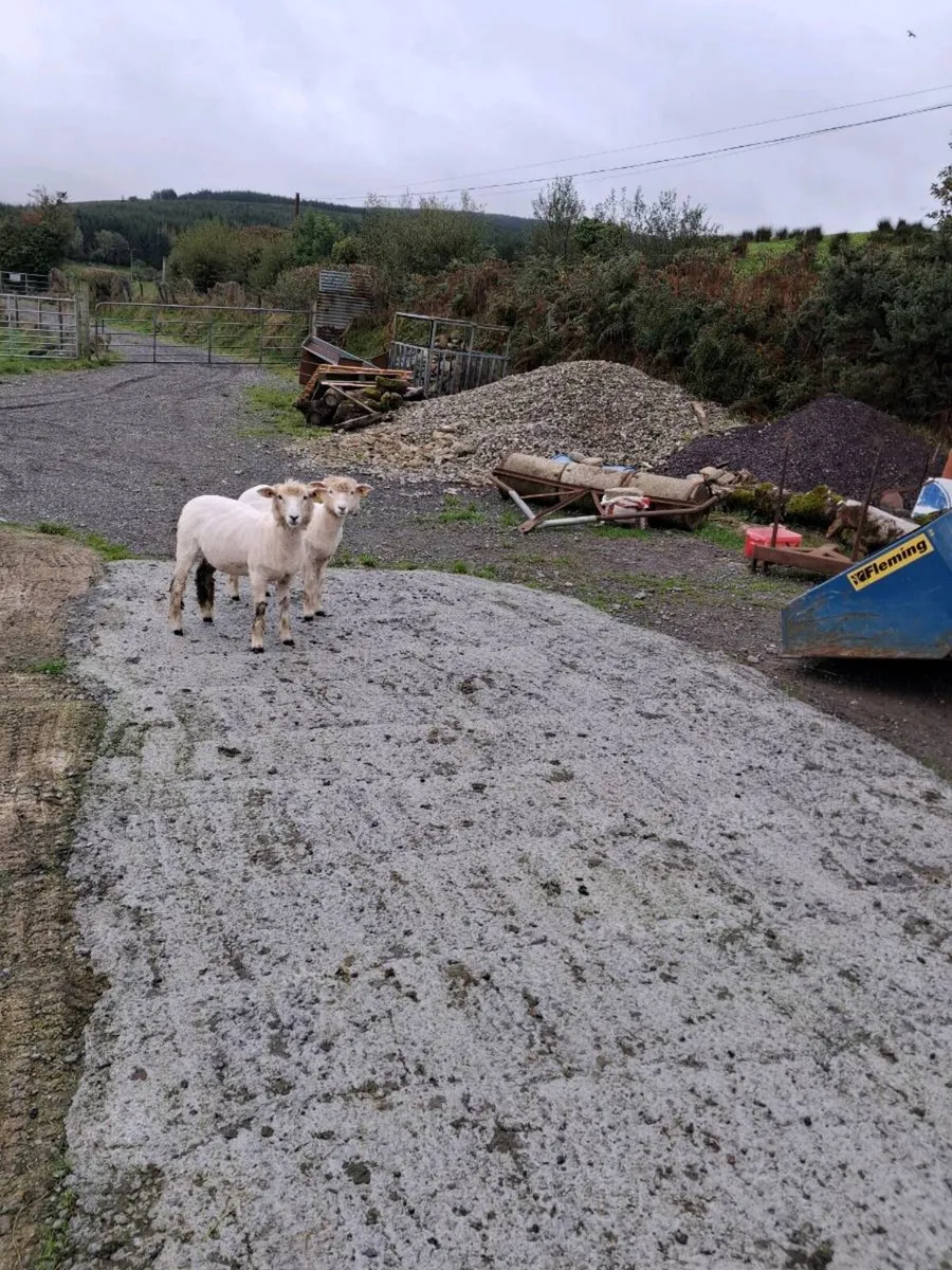 Galway ewe lambs - Image 1