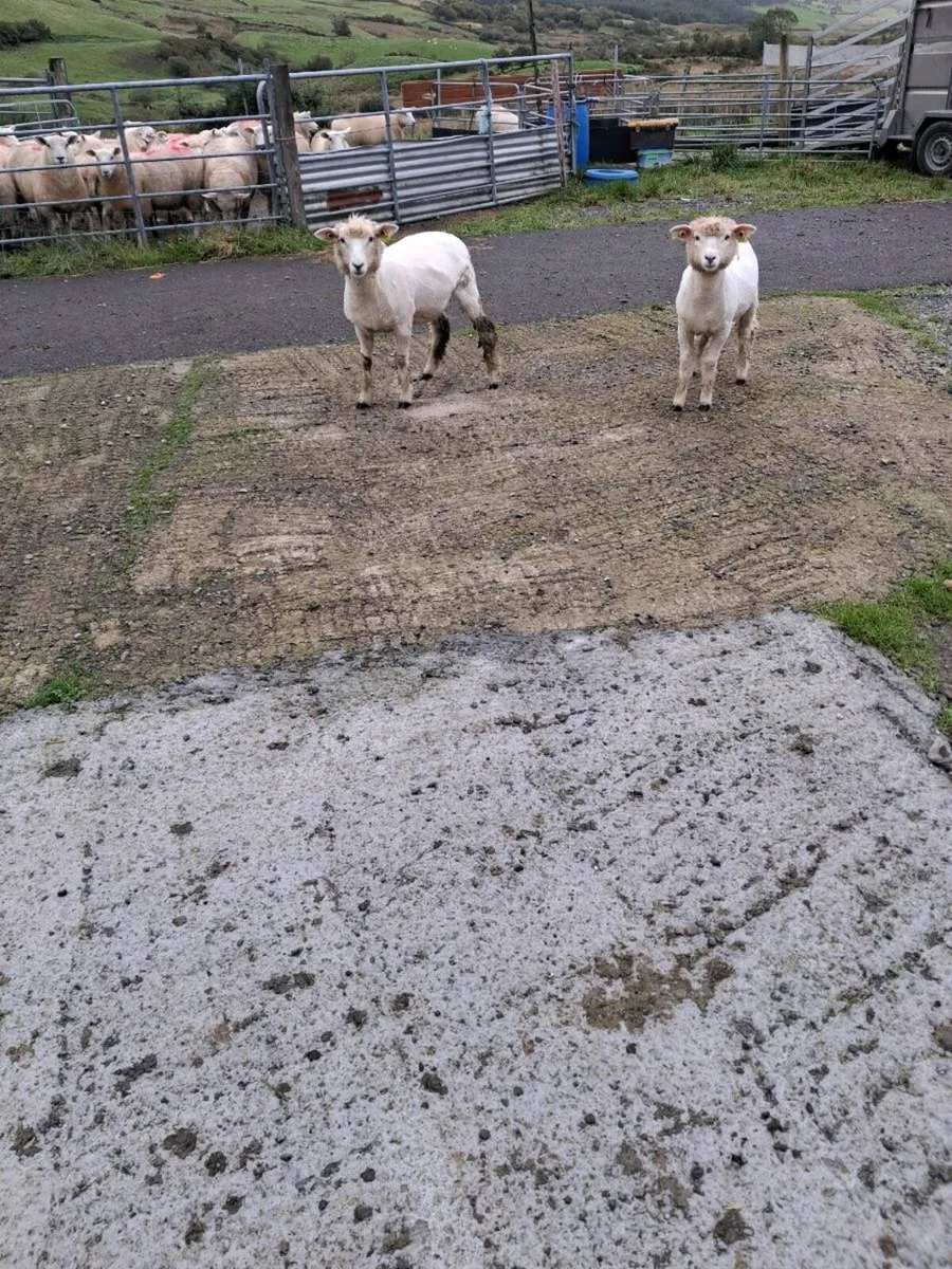Galway ewe lambs - Image 2