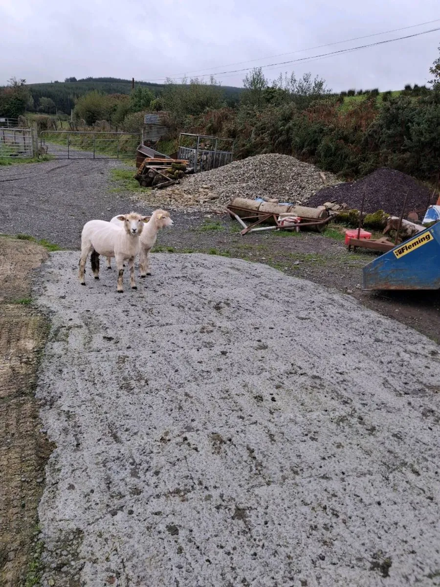 Galway ewe lambs - Image 3