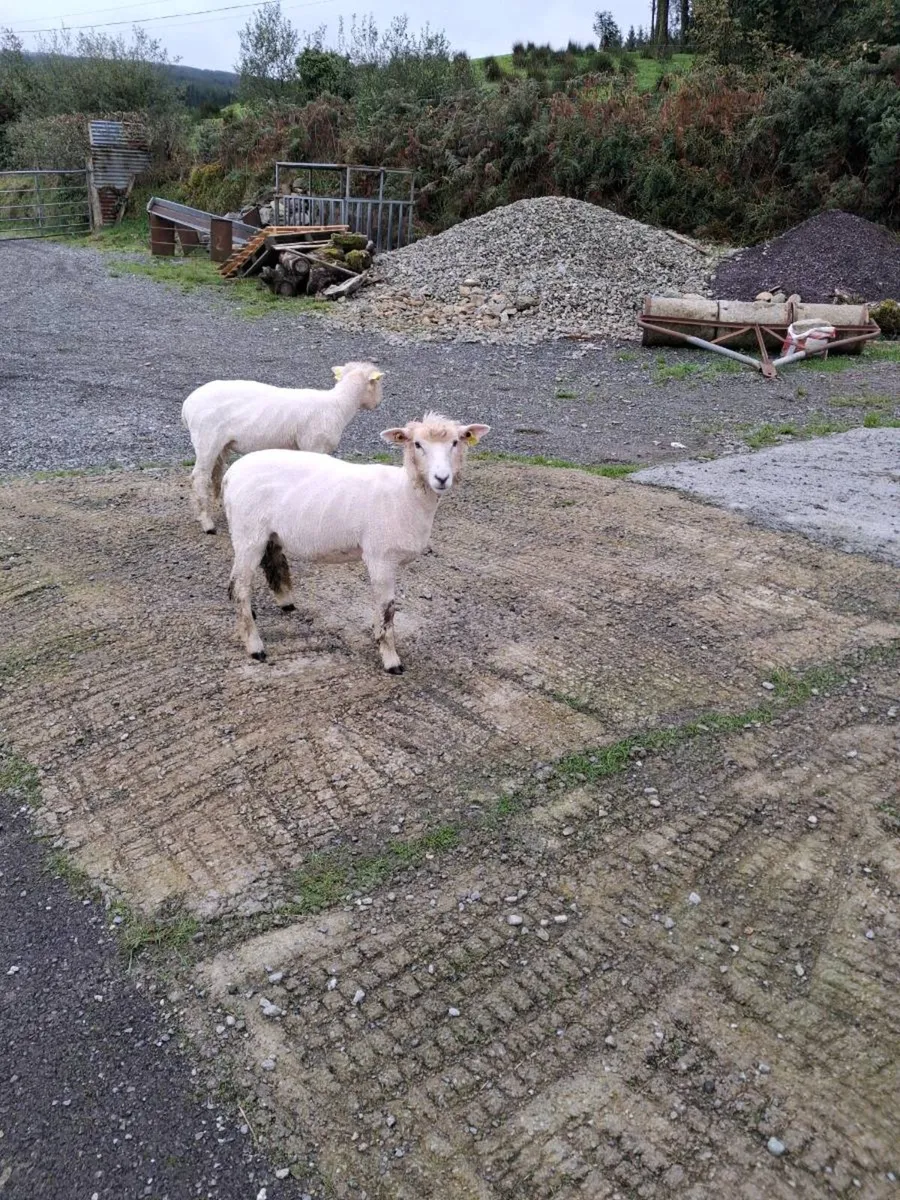 Galway ewe lambs - Image 4