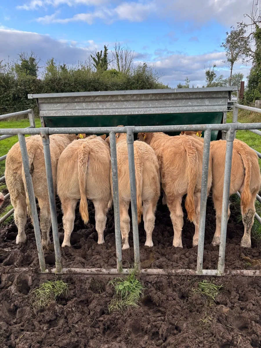 Weaning Bulls & Heifers Mohill Mart Oct 7th - Image 1