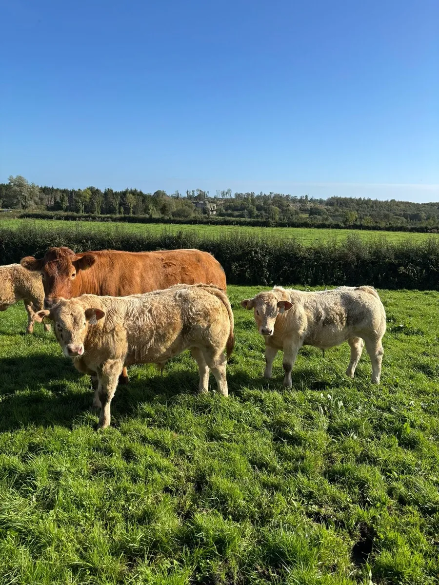Weaning Bulls & Heifers Mohill Mart Oct 7th - Image 4