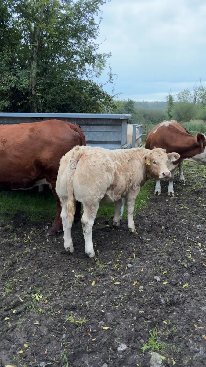 Weaning Bulls & Heifers Mohill Mart Oct 7th - Image 2