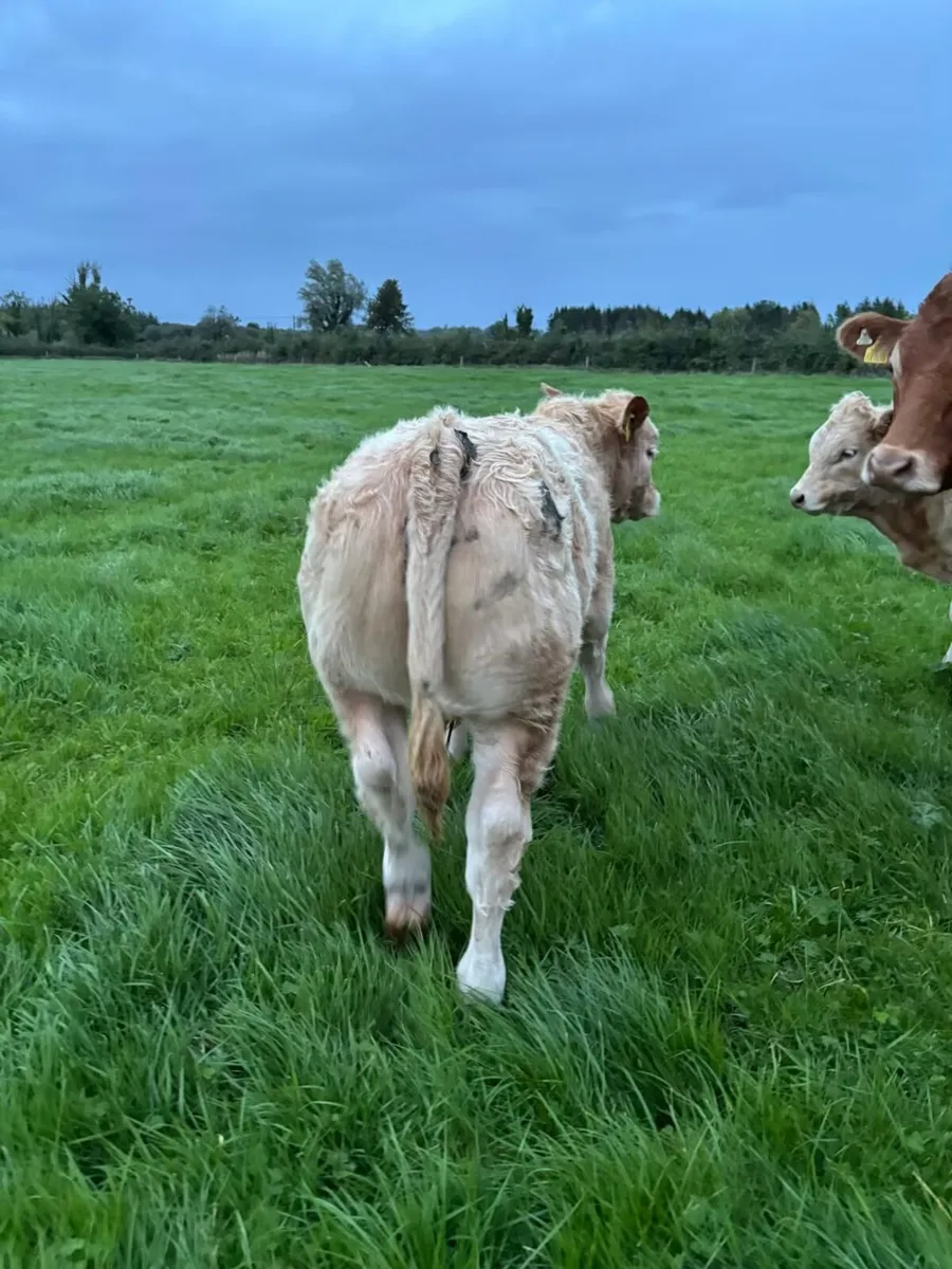 Weaning Bulls & Heifers Mohill Mart Oct 7th - Image 3