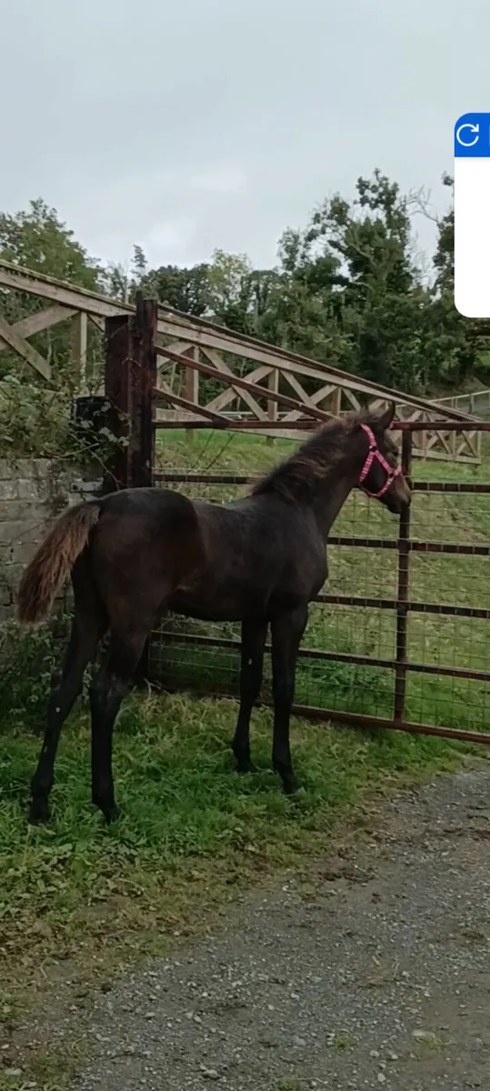 Fillyfoal castlelawn emerald x darco - Image 1