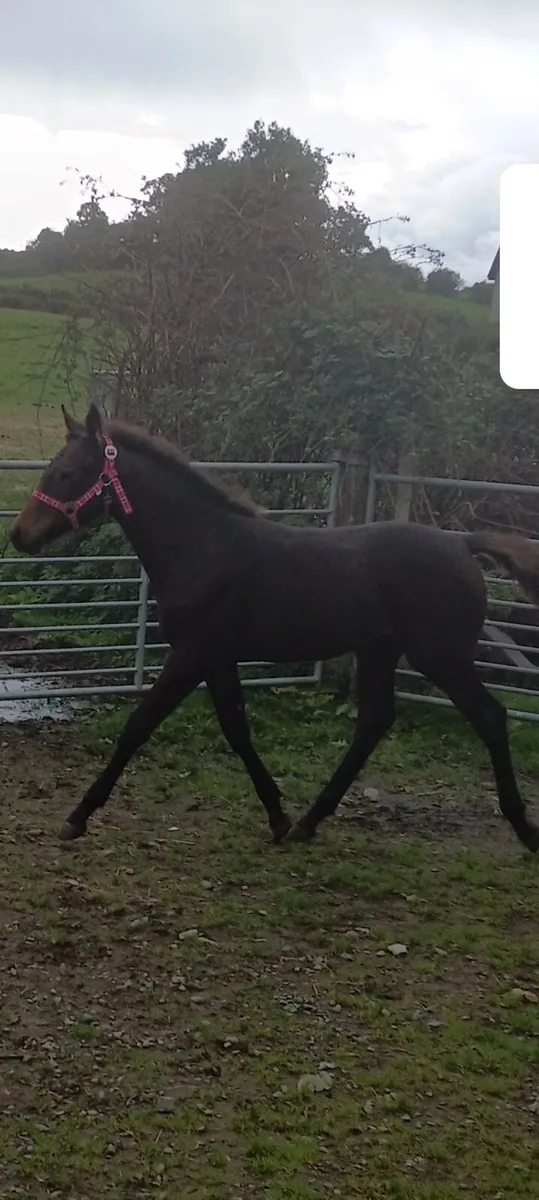 Fillyfoal castlelawn emerald x darco - Image 4