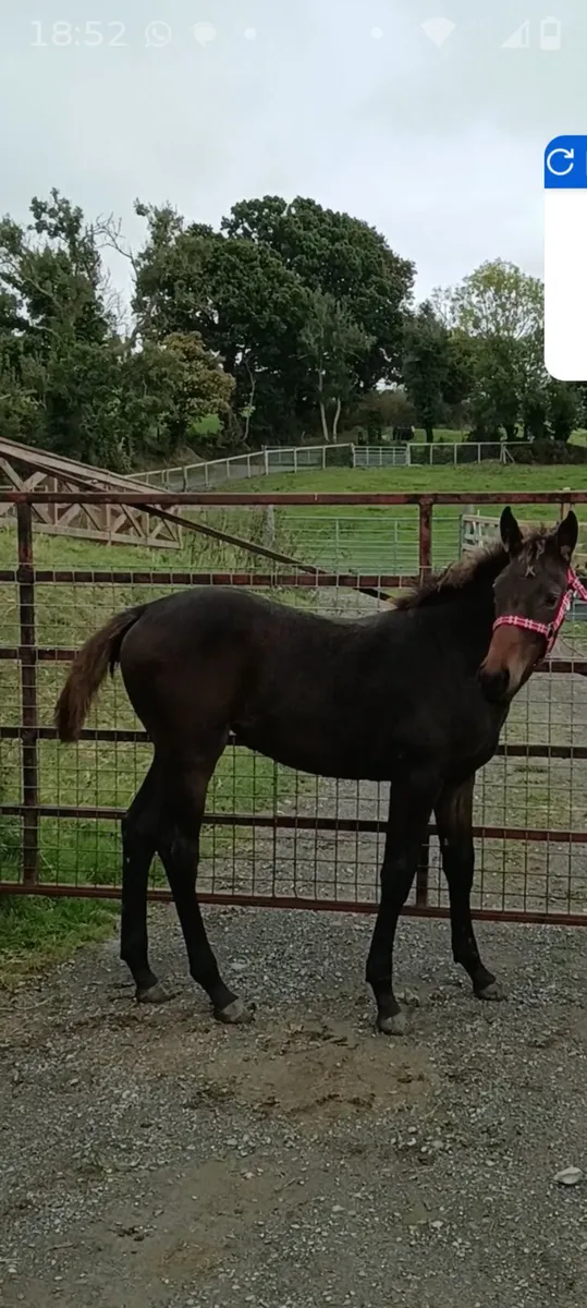 Fillyfoal castlelawn emerald x darco - Image 2