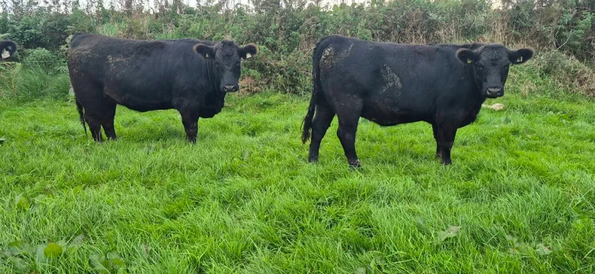Angus heifers for sale - Image 1