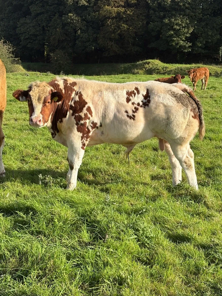 Weanlings - Image 1