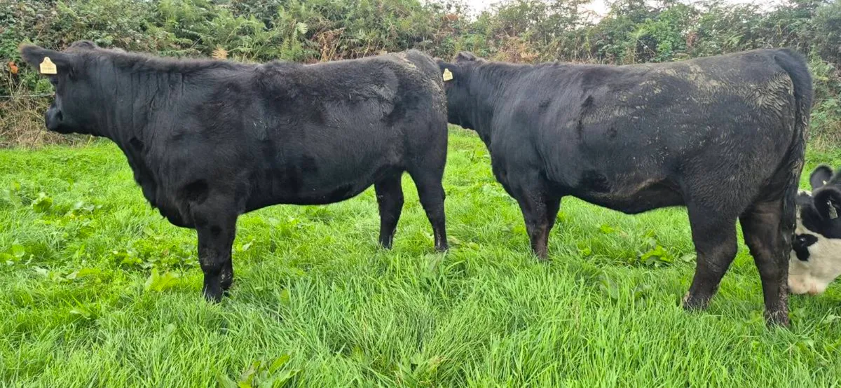 Angus heifers for sale - Image 2