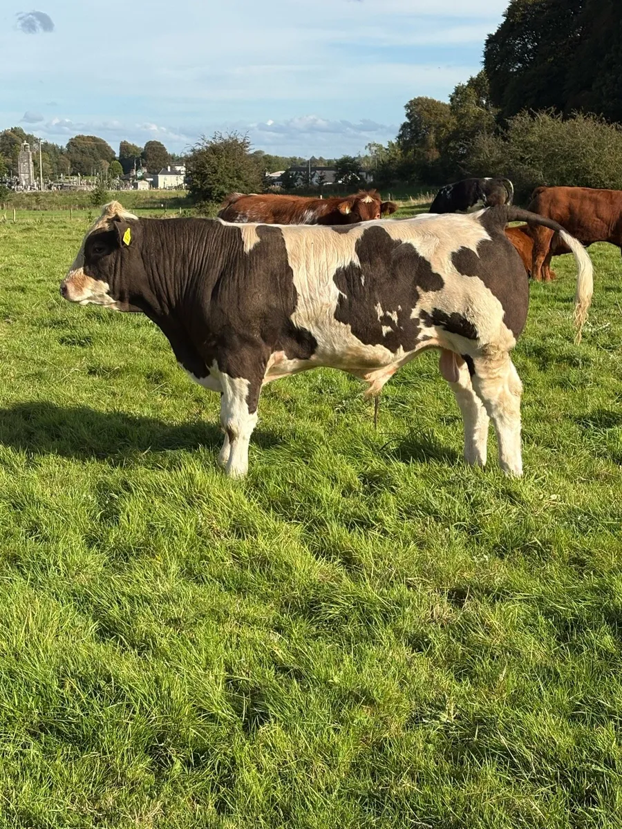 Weanlings - Image 2