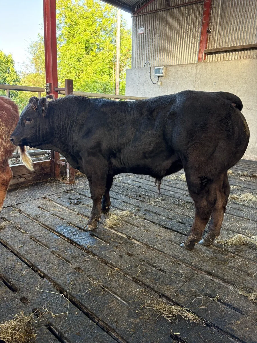 Weanlings - Image 3