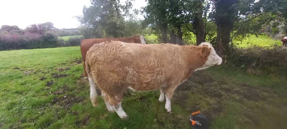 In-calf Simmental cross heifers - Image 1