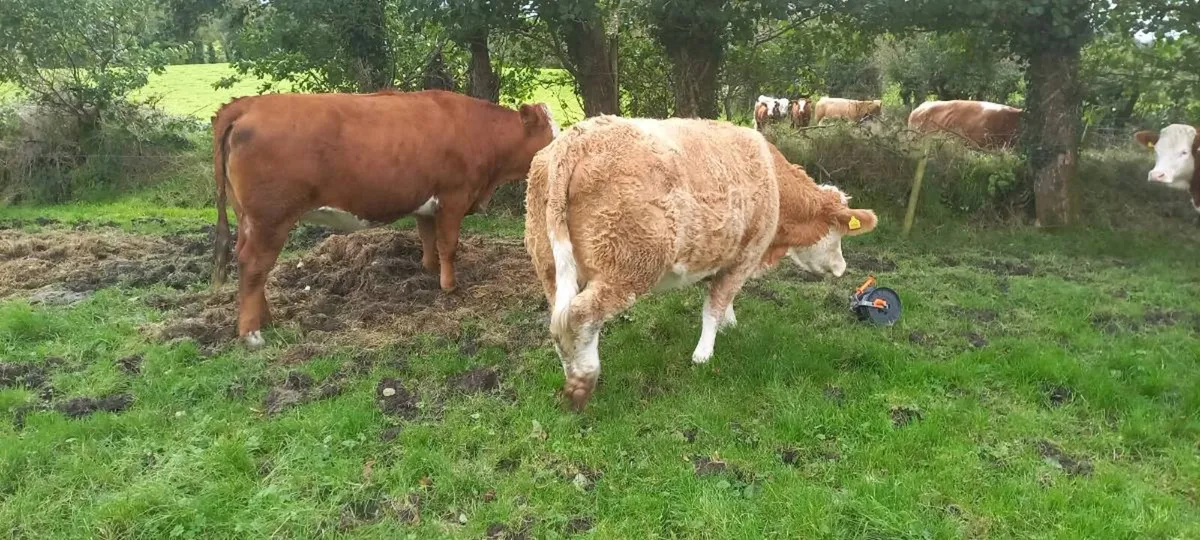 In-calf Simmental cross heifers - Image 2