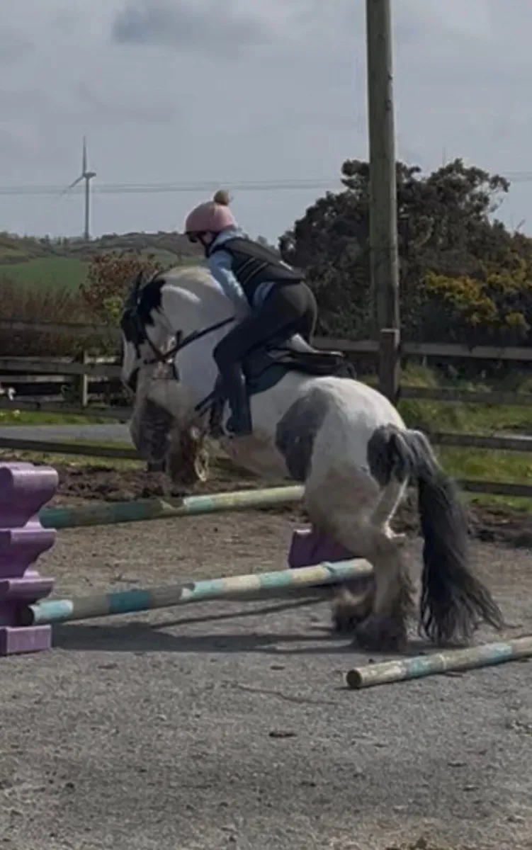 12.2 All Rounder Pony - Image 2