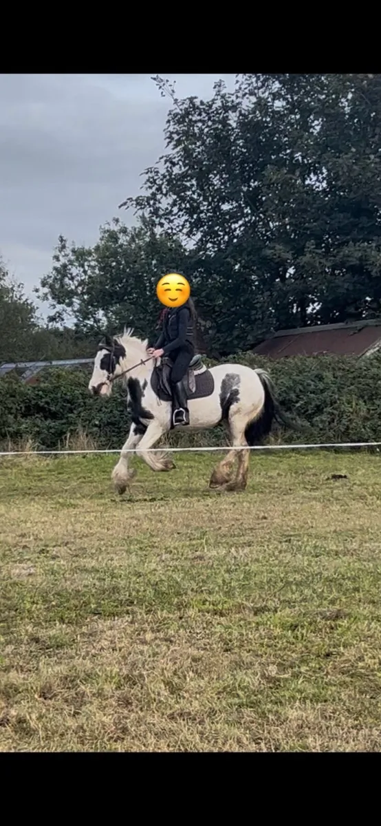 12.2 All Rounder Pony - Image 4