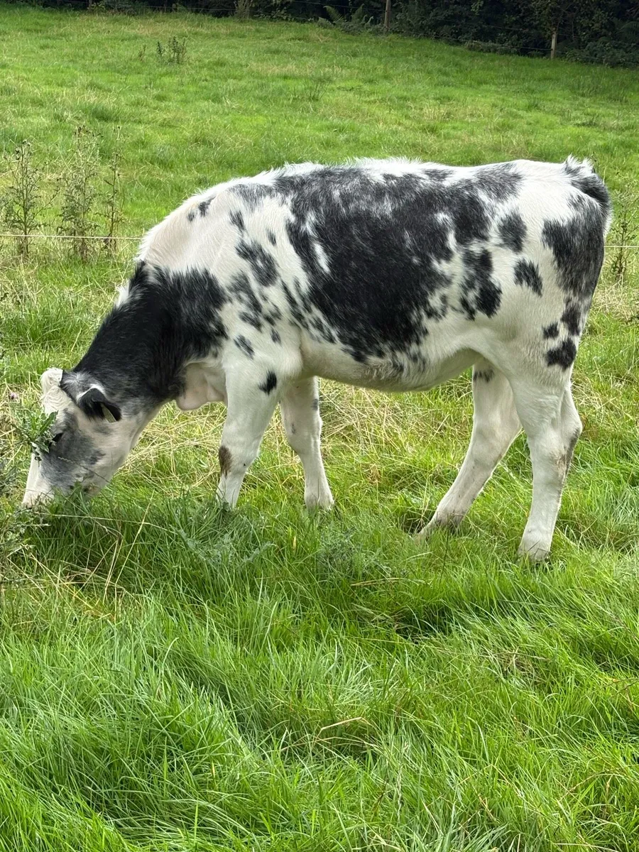 2 Belgian Blue Heifers - Image 2