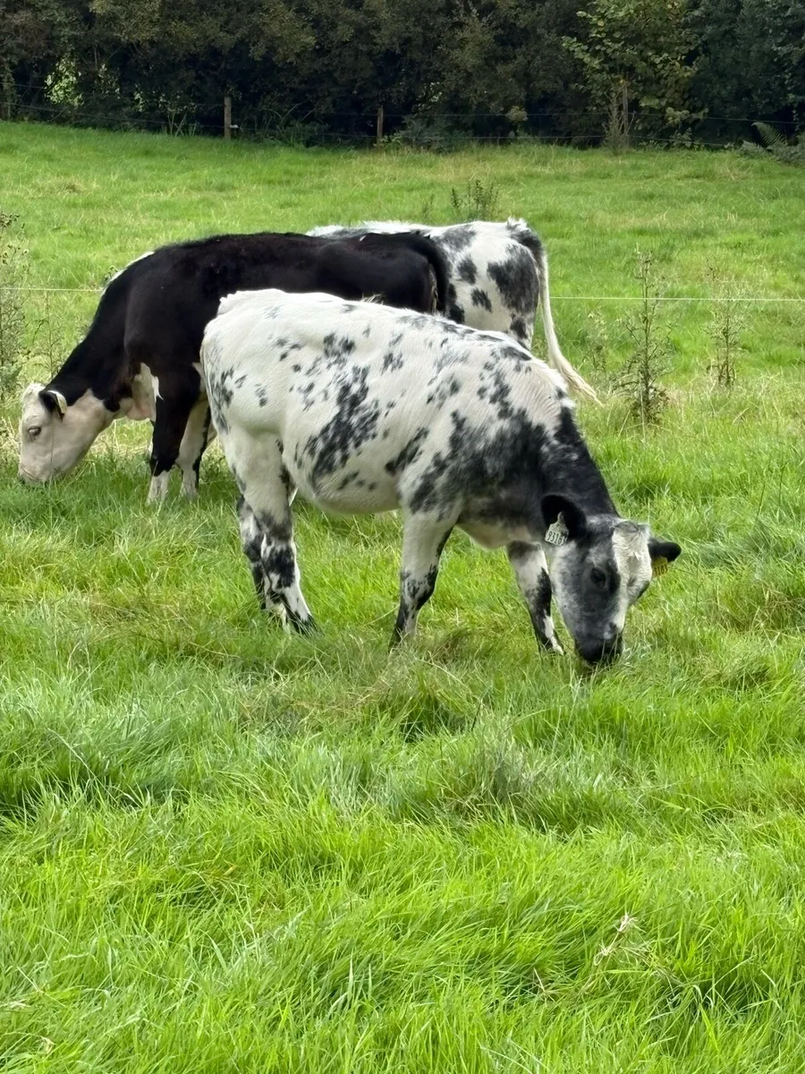 2 Belgian Blue Heifers - Image 3