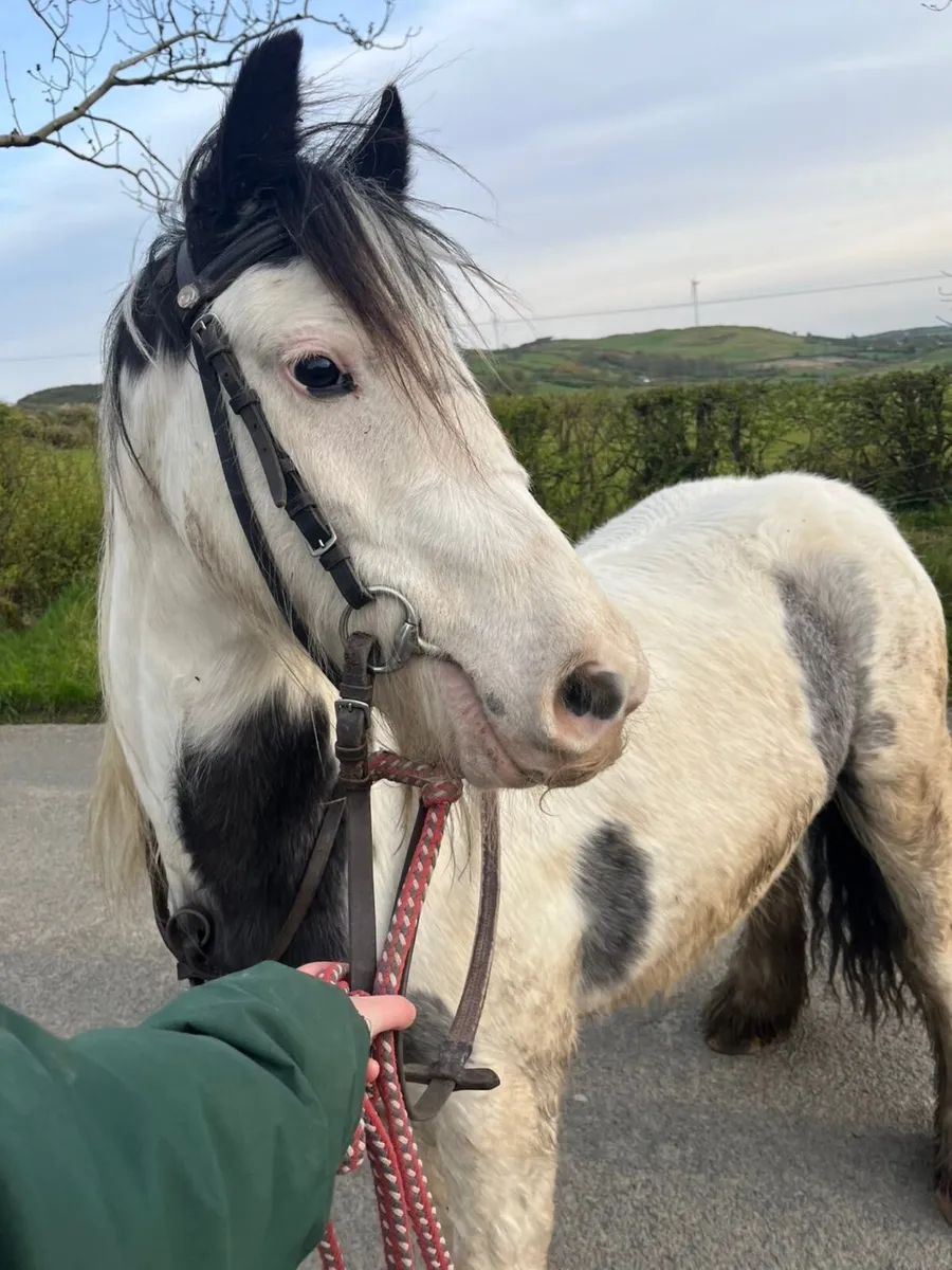 12.2 All Rounder Pony - Image 3