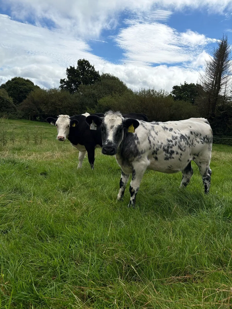 2 Belgian Blue Heifers - Image 1