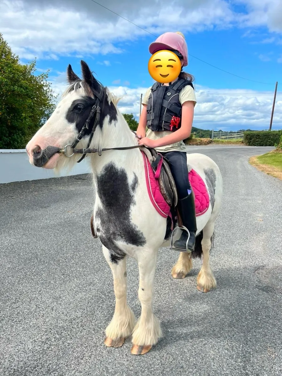 12.2 All Rounder Pony - Image 1