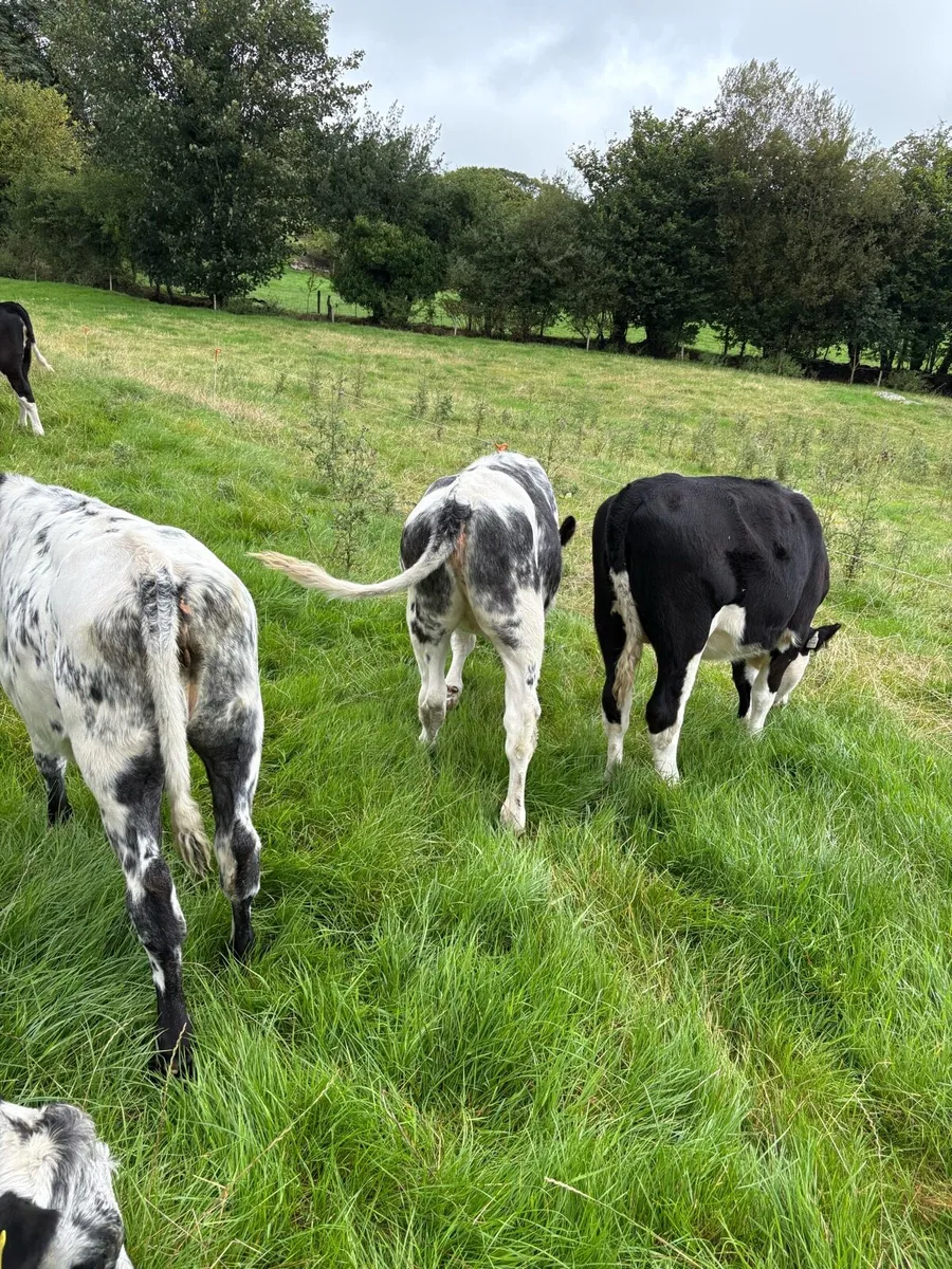 2 Belgian Blue Heifers - Image 4