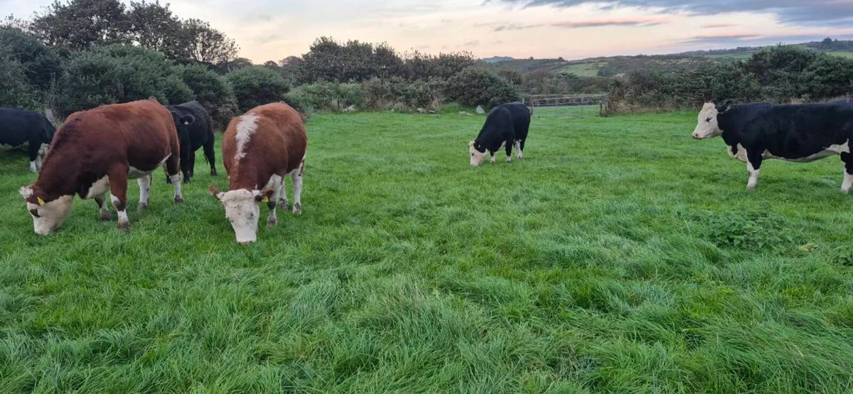 Hereford heifers - Image 2