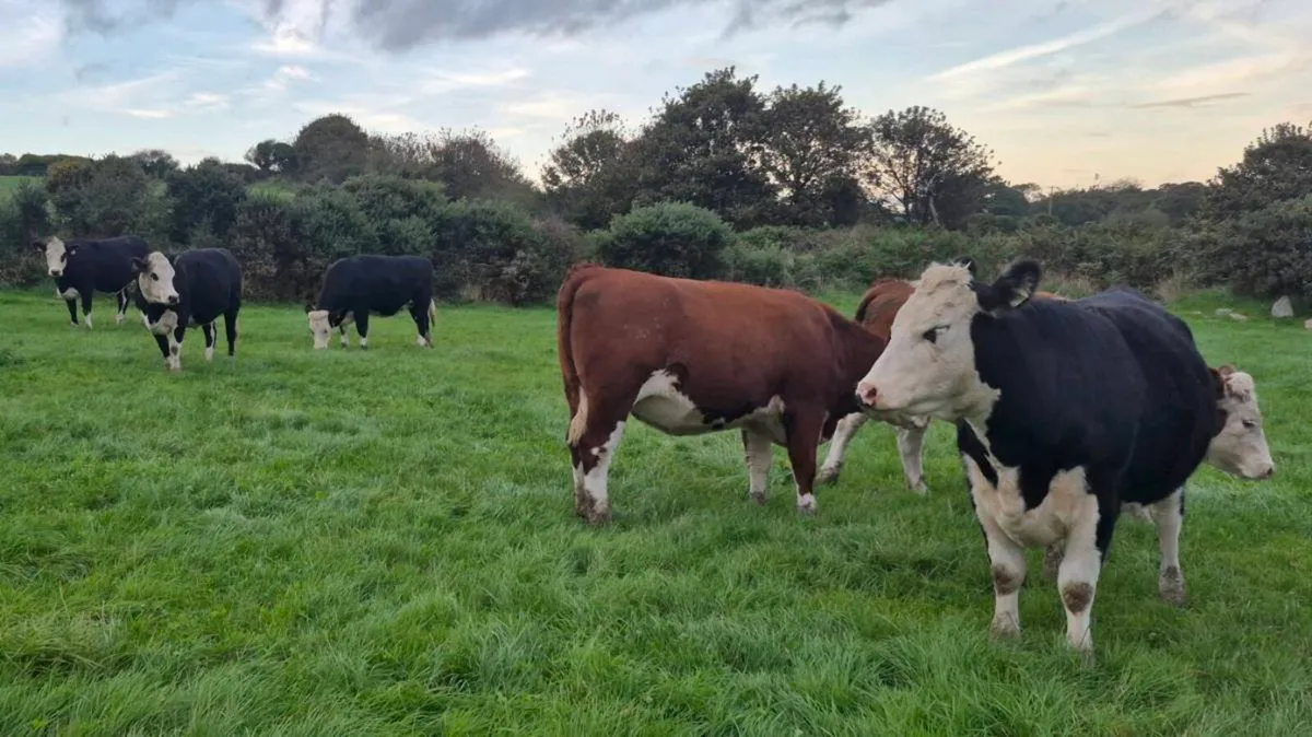 Hereford heifers - Image 3