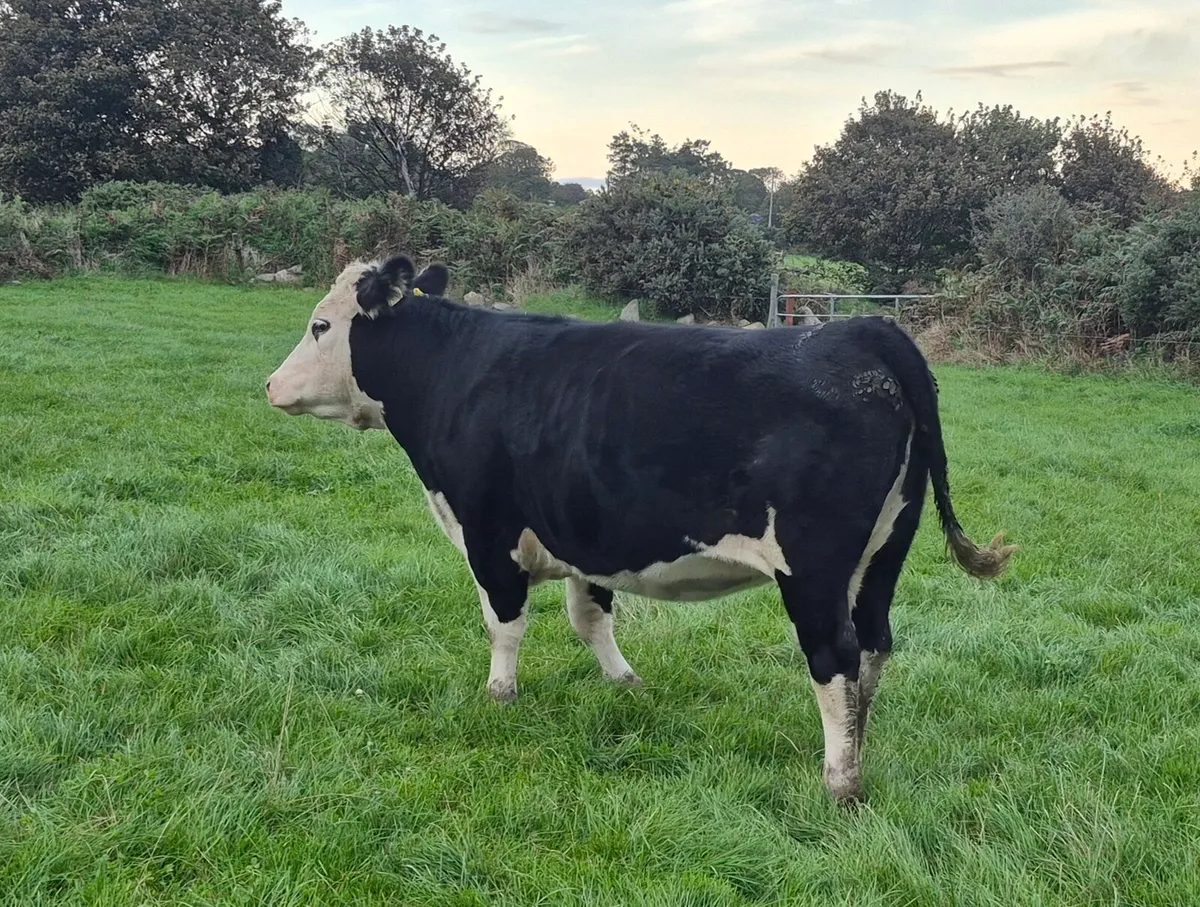 Hereford heifers - Image 4