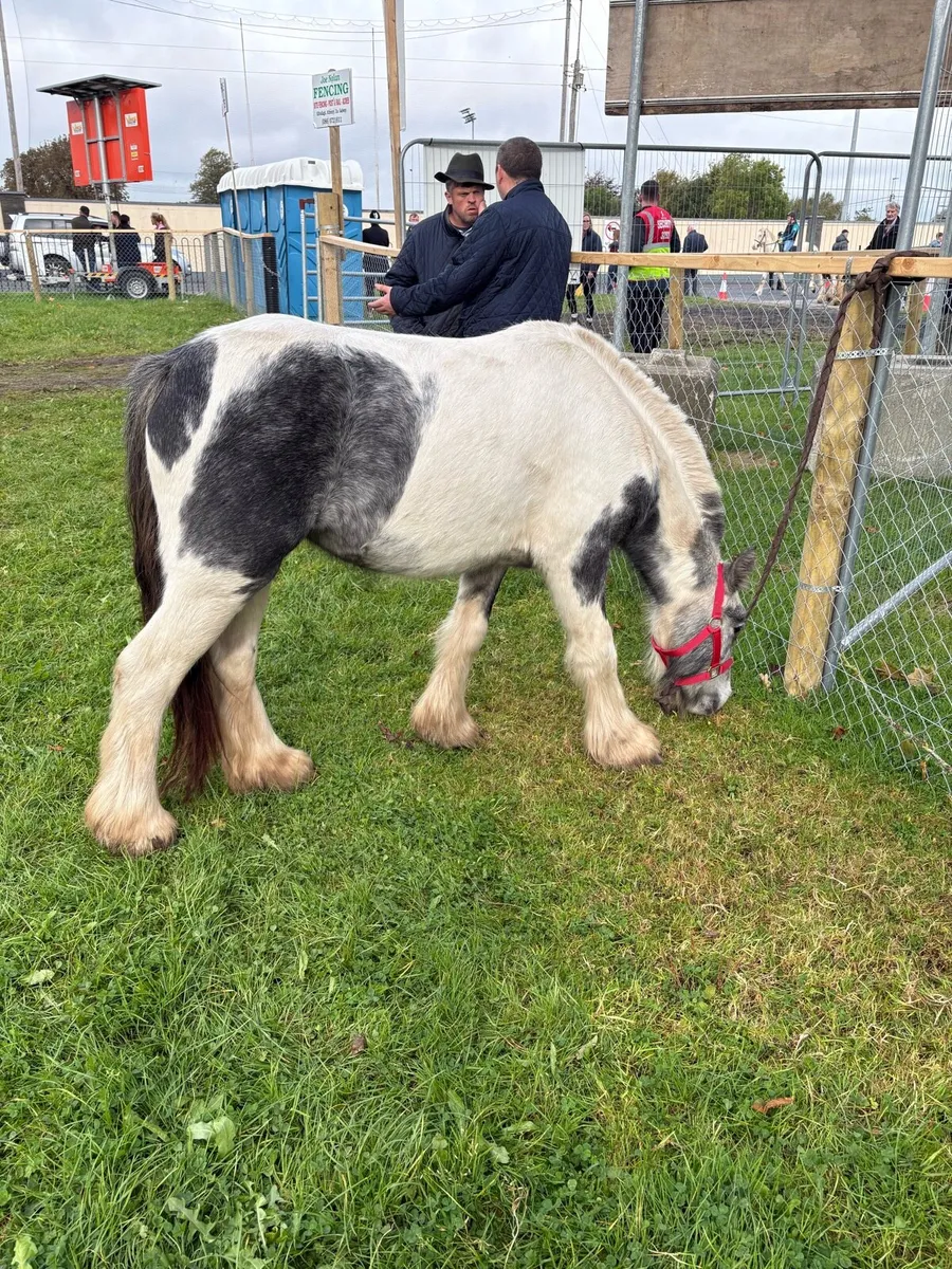 Filly