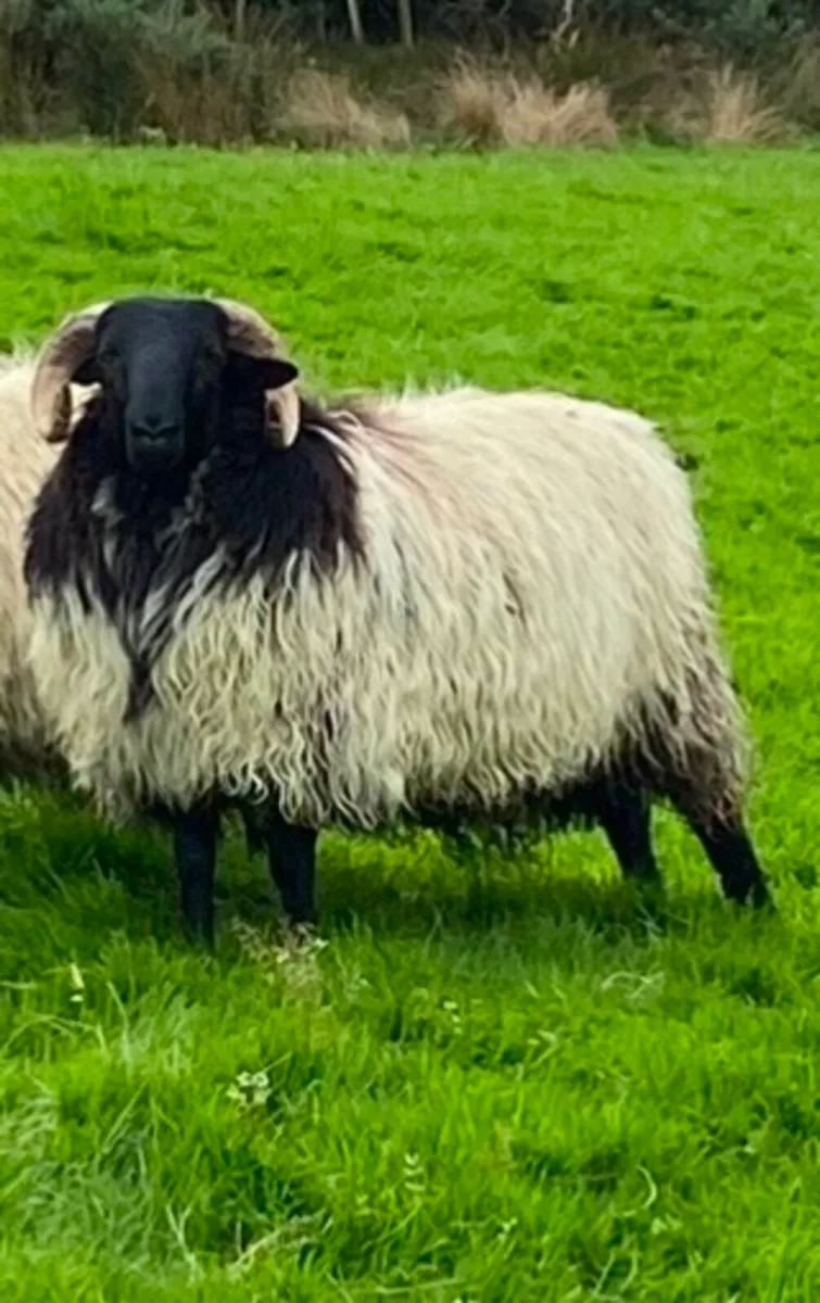 Mayo blackface ram lambs - Image 3