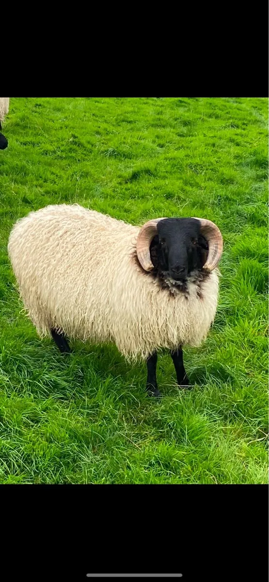 Mayo blackface ram lambs - Image 4